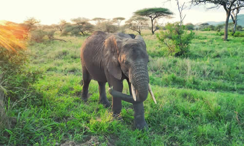 tourist line kenya budget safaris