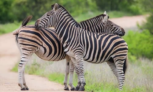 tourist line kenya safaris