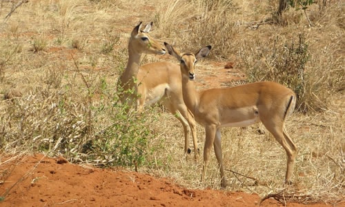 maasai mara tours and safaris