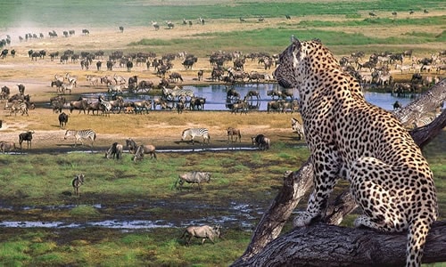 ngorongoro crater budget safaris