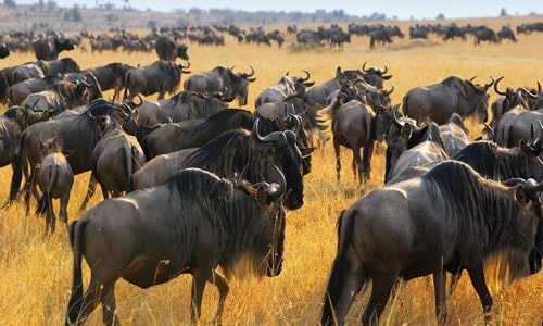 tanzania serengeti wildebeest