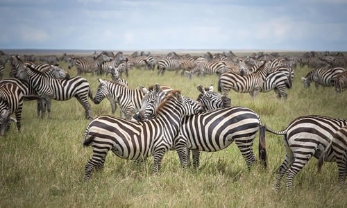 serengeti budget safaris